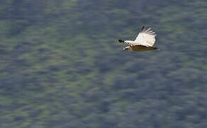 Vautour fauve