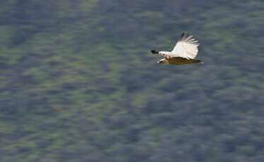 Vautour fauve