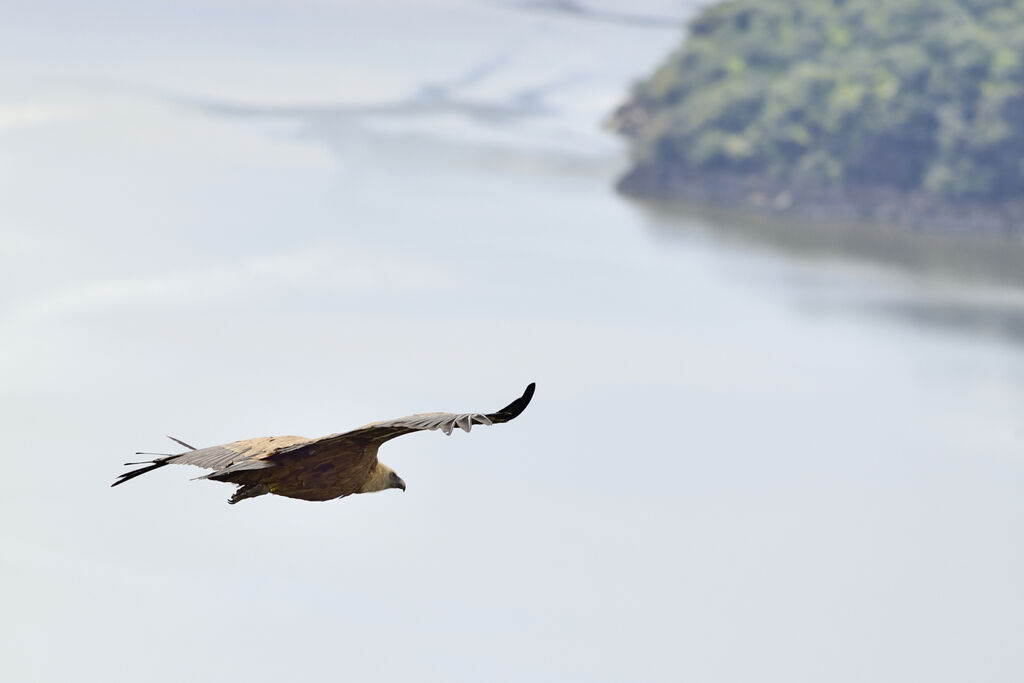 Griffon Vulture