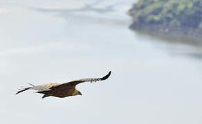 Griffon Vulture