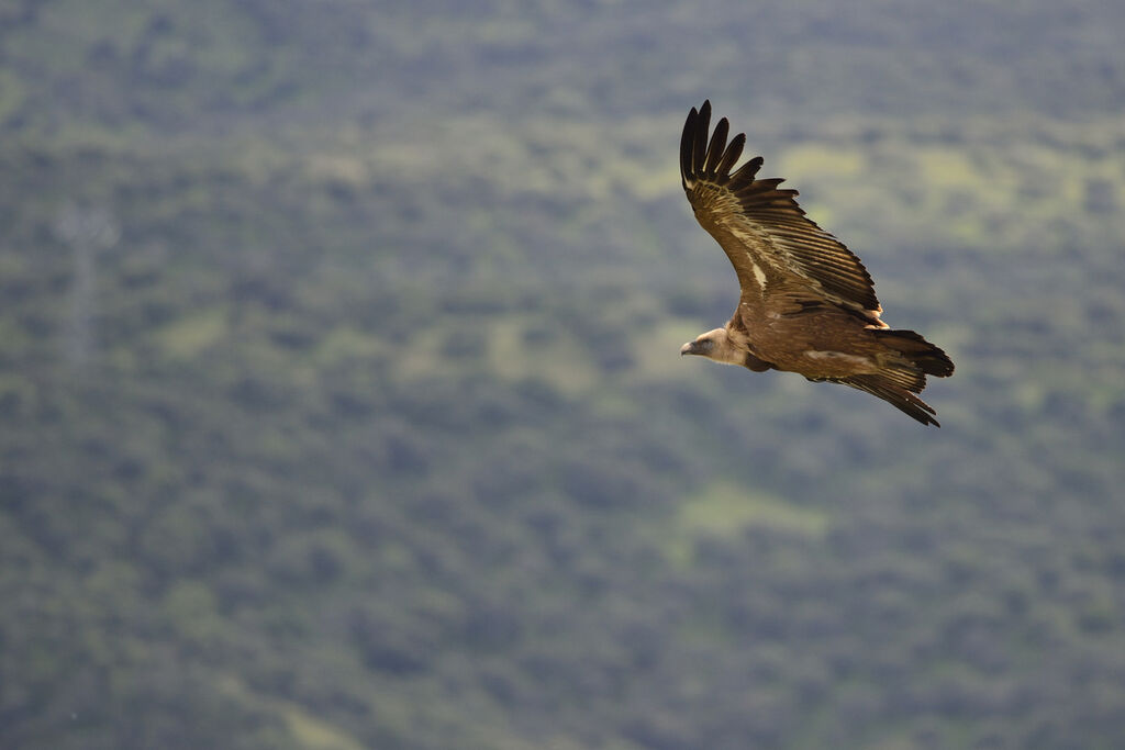 Griffon Vultureadult, Flight