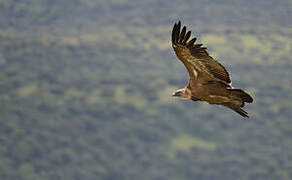 Griffon Vulture