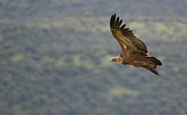 Vautour fauve