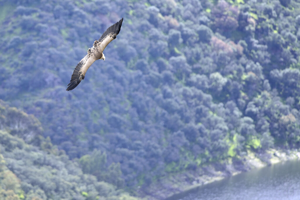 Griffon Vulture