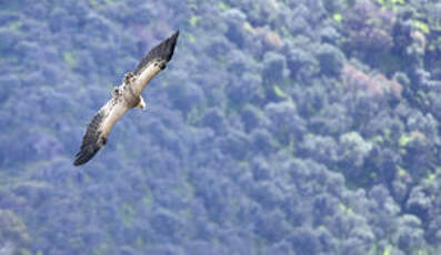 Vautour fauve