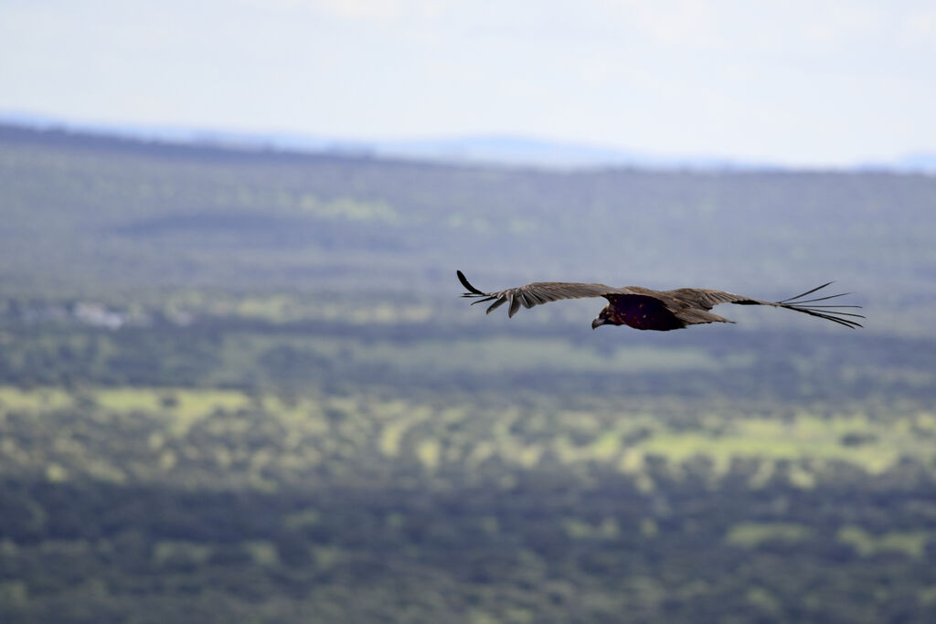 Cinereous Vulture, Flight