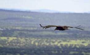 Cinereous Vulture