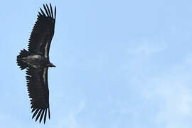 Lappet-faced Vulture