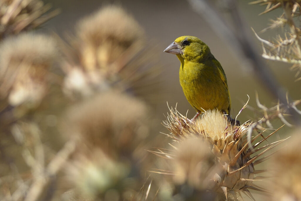 European Greenfinch