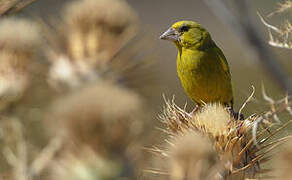 European Greenfinch