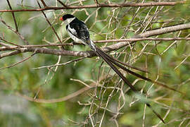 Pin-tailed Whydah