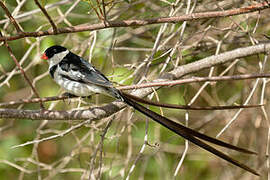 Pin-tailed Whydah