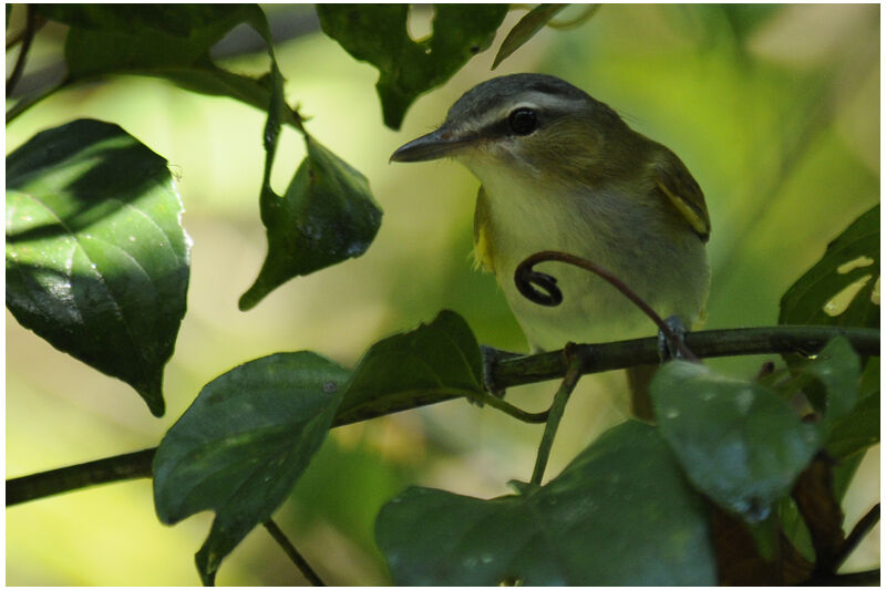 Red-eyed Vireoadult