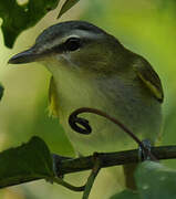 Red-eyed Vireo