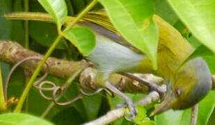 Lemon-chested Greenlet