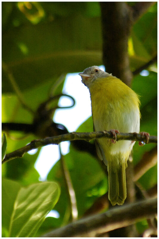 Ashy-headed Greenletadult