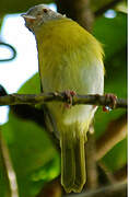 Ashy-headed Greenlet