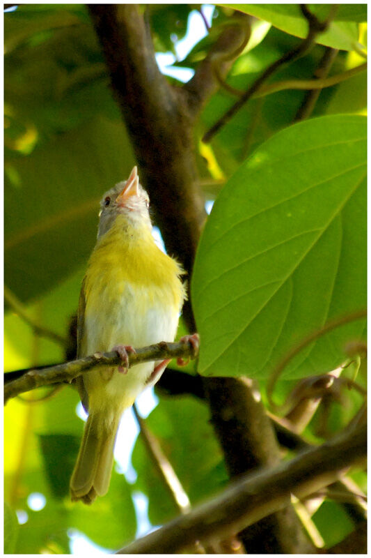 Ashy-headed Greenletadult