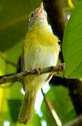 Ashy-headed Greenlet