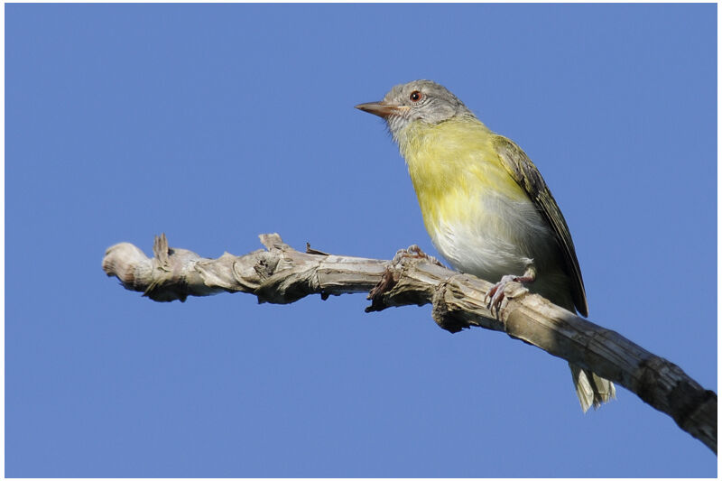 Ashy-headed Greenletadult