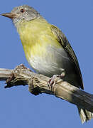 Ashy-headed Greenlet