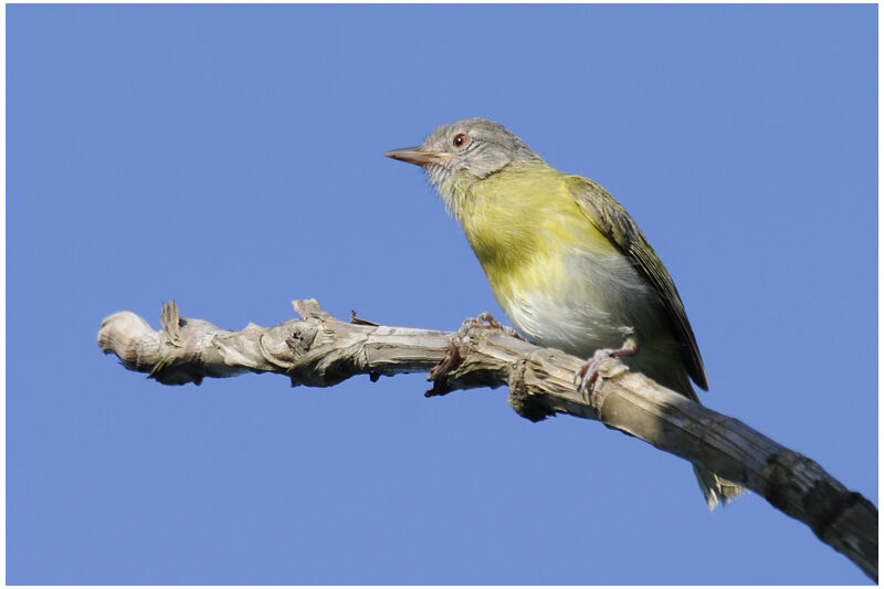 Ashy-headed Greenletadult