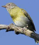 Ashy-headed Greenlet