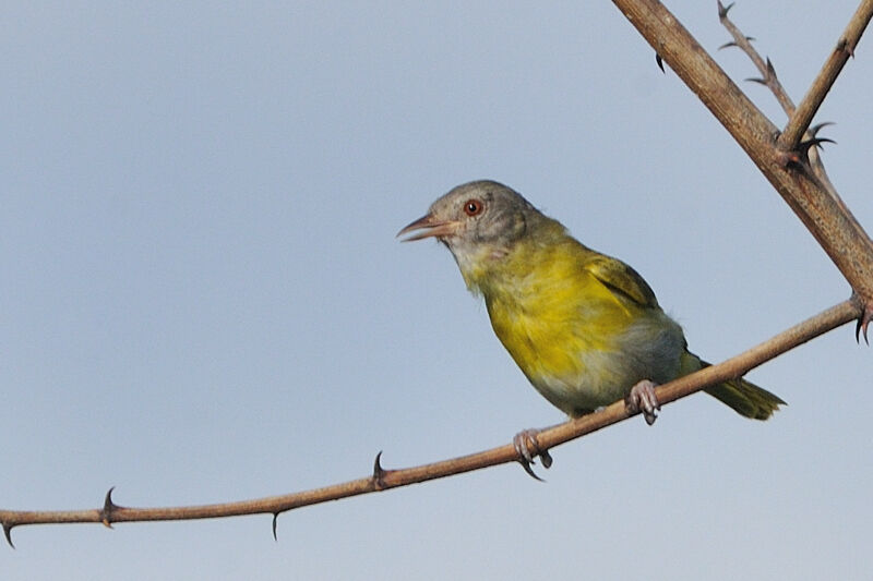 Ashy-headed Greenletadult