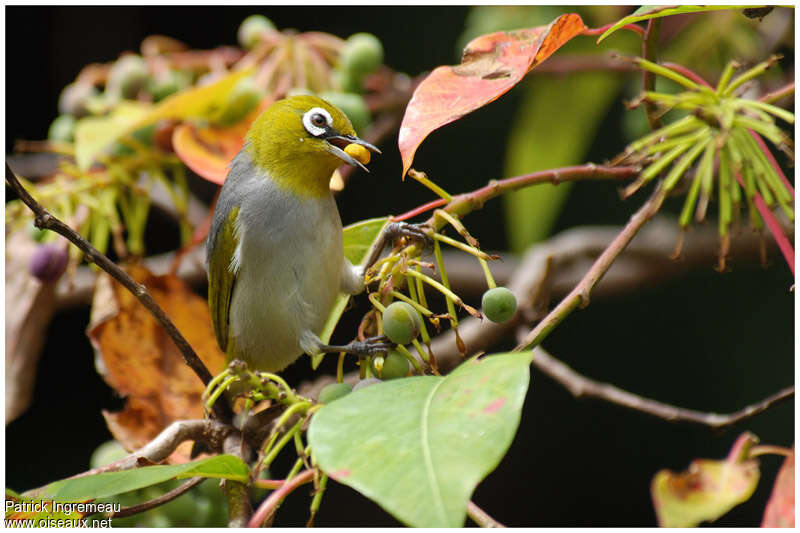 Silvereyeadult, eats