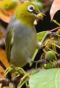 Silvereye