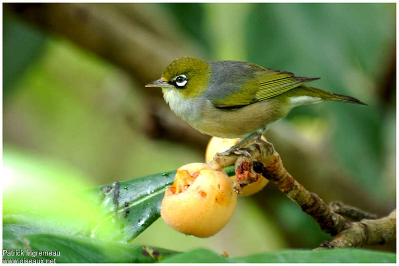 Silvereyeadult, eats