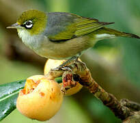 Silvereye