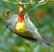 Silvereye