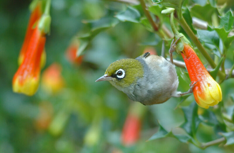 Zostérops à dos gris