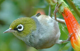 Silvereye