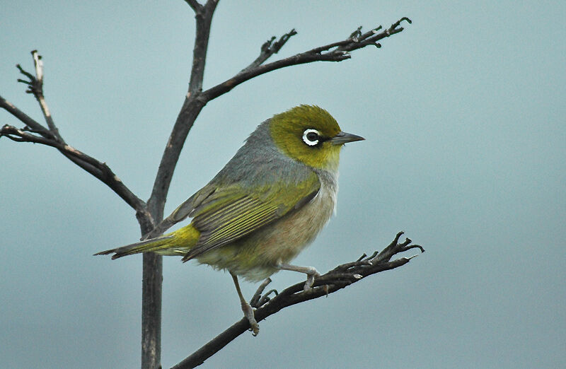 Zostérops à dos gris