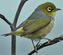 Silvereye