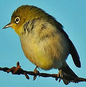 Silvereye