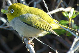 Silvereye