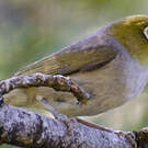 Zostérops à dos gris