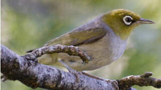 Silvereye