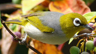 Silvereye