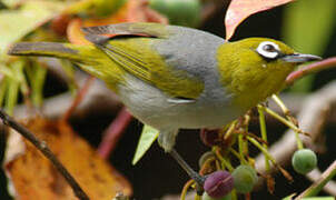 Silvereye