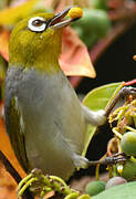 Silvereye