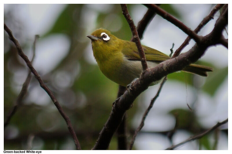 Green-backed White-eyeadult