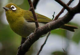 Green-backed White-eye