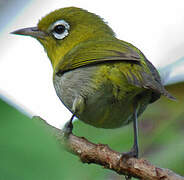 Green-backed White-eye