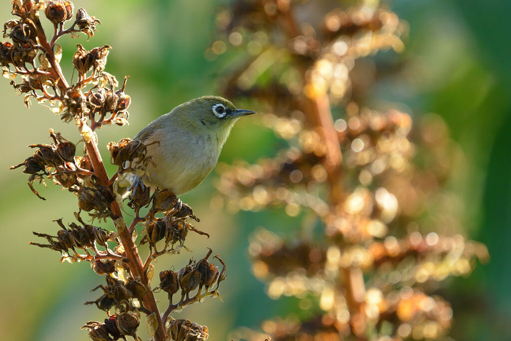 Cape White-eyeadult breeding