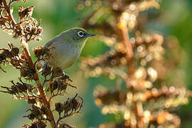 Cape White-eye