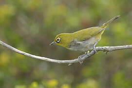 Cape White-eye